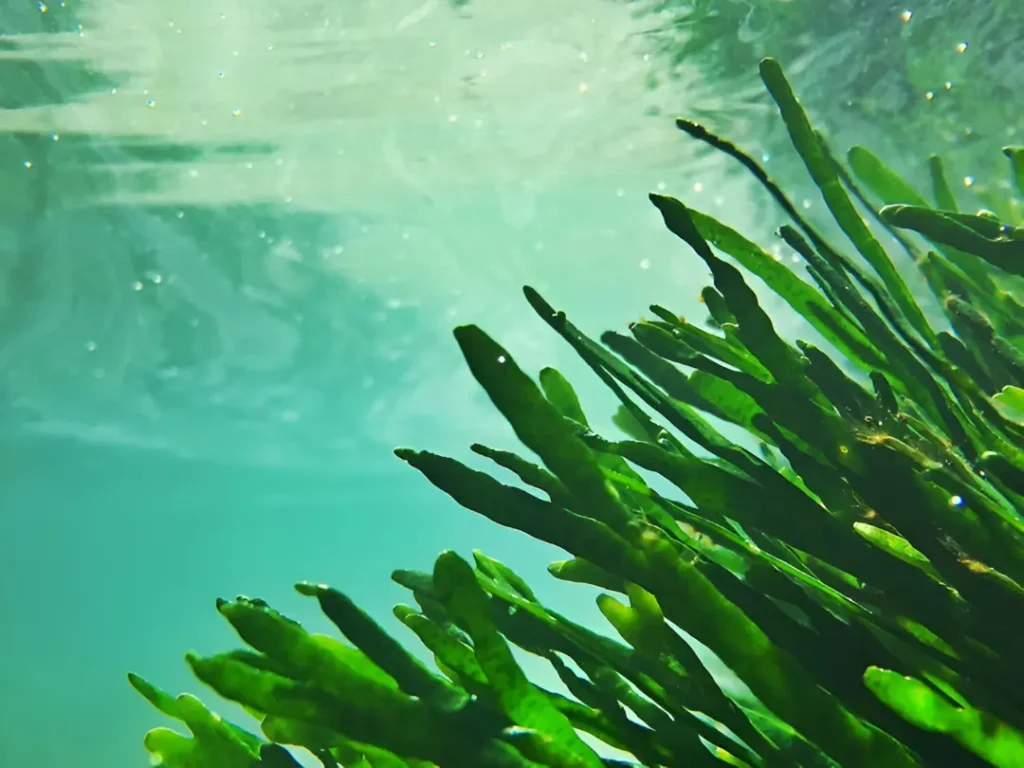 Algas marinas para hacer bolsas de empaques biodegradables