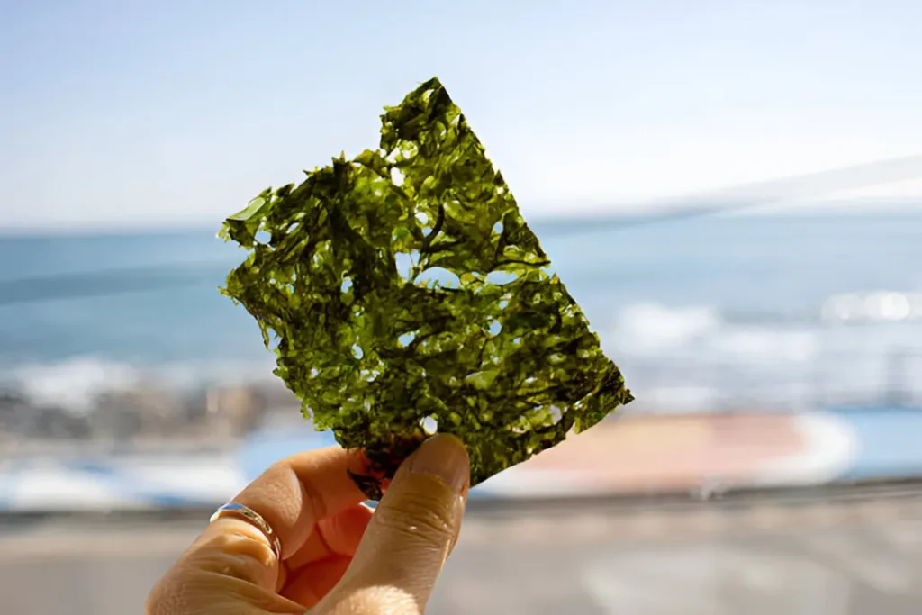 Proceso de creación de empaques de algas marinas biodegradables