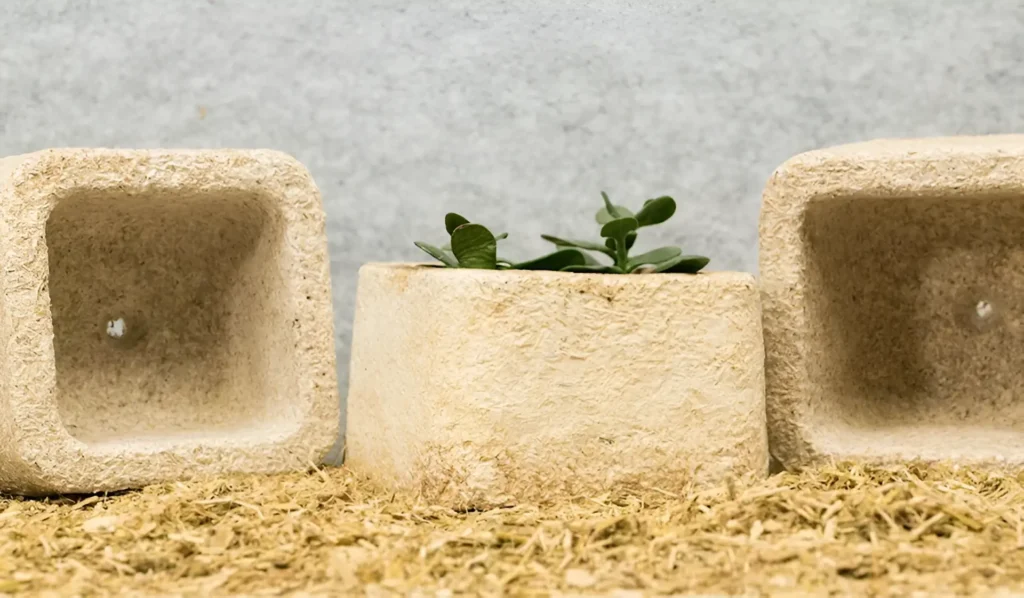 Proceso de creación del mycelium packaging en la industria alimentaria